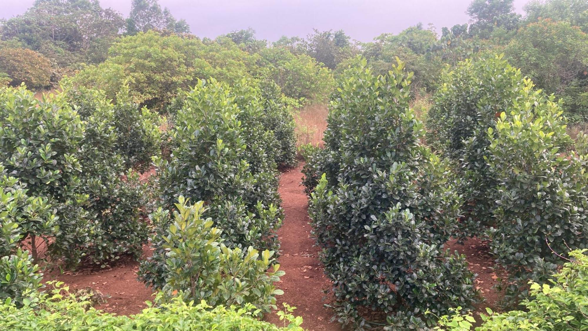 Pāppinisseri Mo'S Agroヴィラ エクステリア 写真